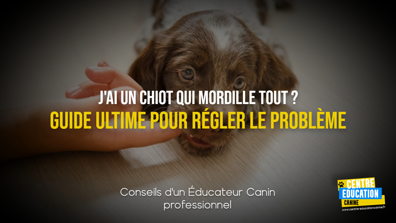 Comment rendre ton chiot propre rapidement et efficacement